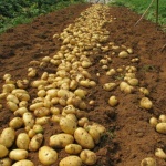  ДФЗ: Картофопроизводителите ще получат 2 млн. лева за борба с вредителите