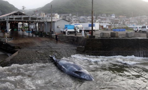 Исландия една от малкото държави които все още ловуват китове