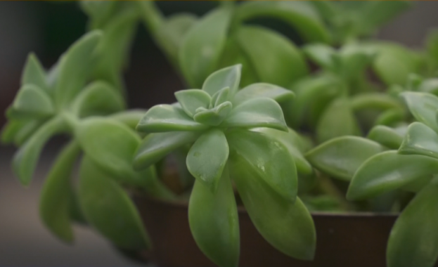 Проект обединяващ работата на български учени от пет научни организации