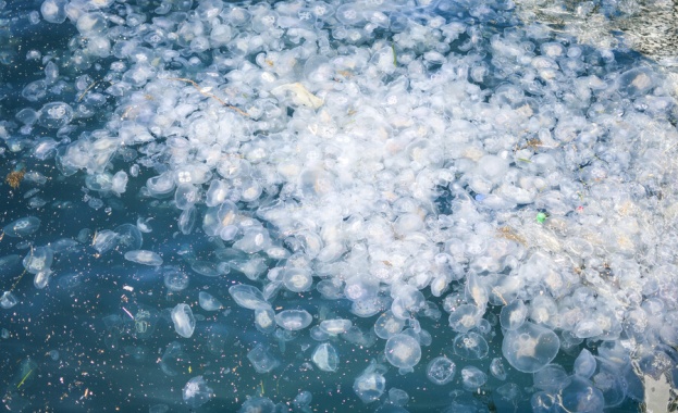 Турция наблюдава увеличаване на броя на медузите по южните си