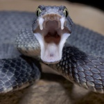 Някои от най-редките и отровни влечуги на изложба в Хасково