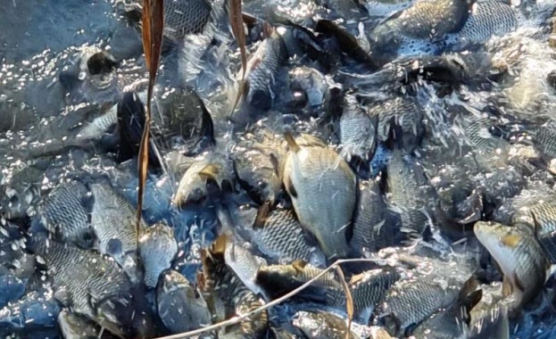 Мъртва риба напълни почти сухия ръкав на язовир Ивайловград край