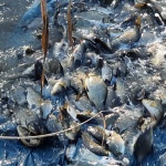 Тонове риба край пристанището в Несебър 