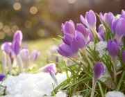 Слънчево време утре