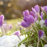 Слънчево време утре