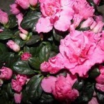 Отровни растения, които отглеждаме у дома и трябва да сме внимателни с тях  