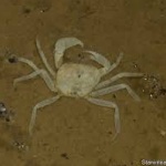 Поне сто нови вида животни са открити в Мианма за десет години