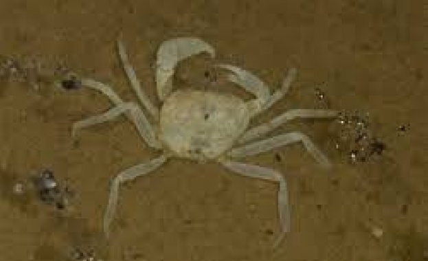 Маймуни гущери миди поне сто нови вида животни са