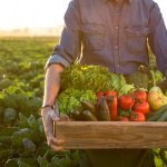 Земеделски производители от Петричко се оплакват от слаби продажби в началото на лятото