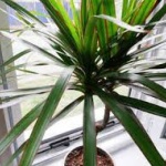 Това са цветята и растенията, които могат да виреят дори в банята 