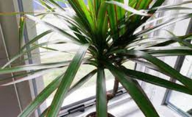 Хрумвало ли ви е да имате цветя в банята си