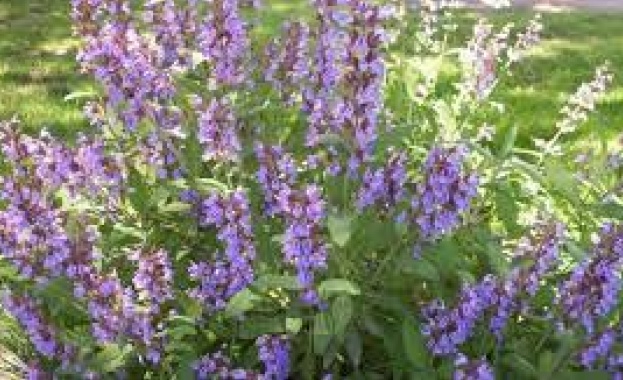 Съществуват около 900 вида градински чай Само няколко от тях