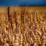 Производители излизат на протест заради безконтролния внос на украинско зърно у нас