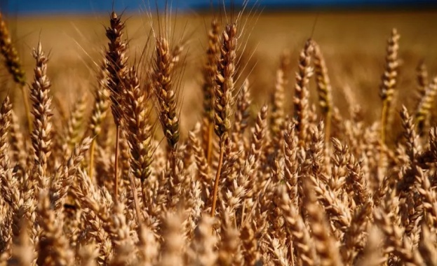 Спадът в цените на основните зърнени контракти по световните борсови