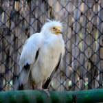 Отбелязваме Международния ден на лешоядите