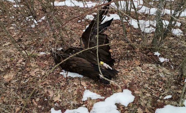 Четири черни лешояда Aegypius monachus и един обикновен мишелов Buteo