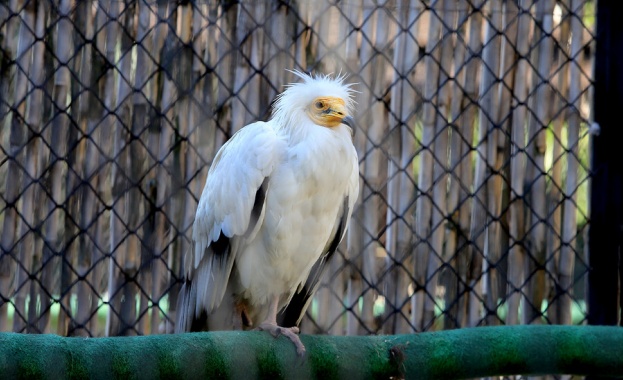 Четири от нашите безценни черни лешояда са отровени край с Тича