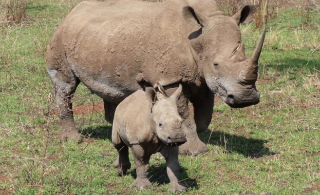 Зоологическа градина в Чехия кръсти новороден носорог от заплашен тип