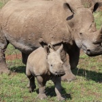 Зоопарк в Чехия кръсти бебе носорог Киев