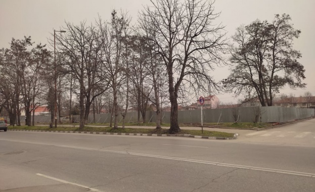 На това място нарушителят трябва да засади нови дървета Община