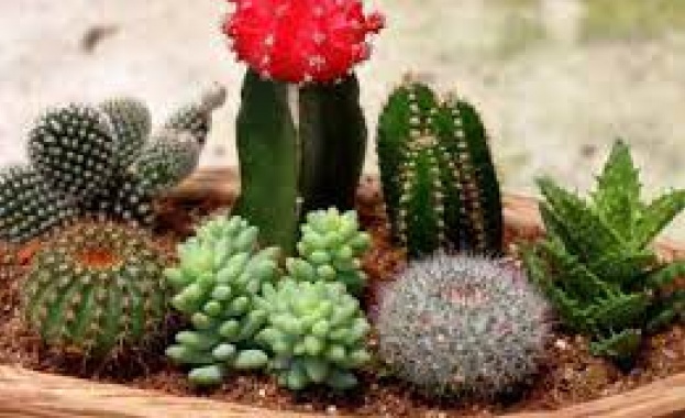 Едно цвете има способността да неутрализира негативната енергия и да