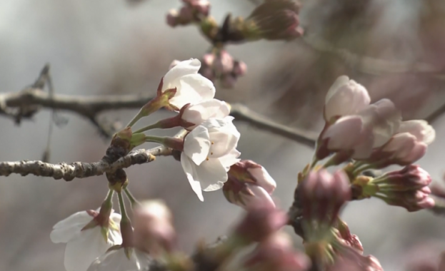 В Токио официално започна сезонът на сакурите Началото беше обявено от