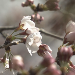 В Токио започна сезонът на сакурите