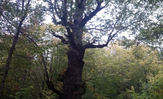 Две вековни дървета от вида зимен дъб и източен чинар бяха обявени за защитени