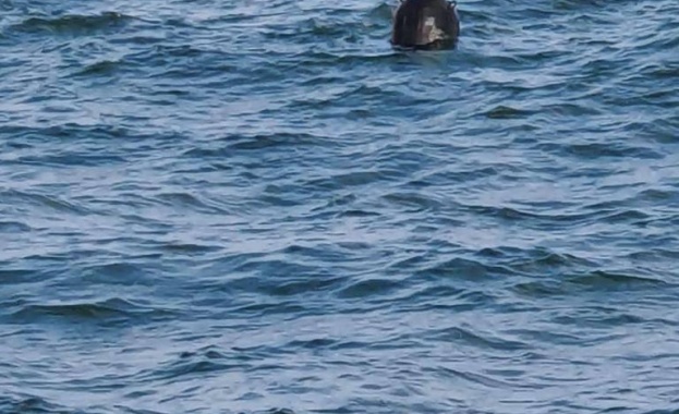 Кораб на Военноморските сили ВМС на Румъния се удари в