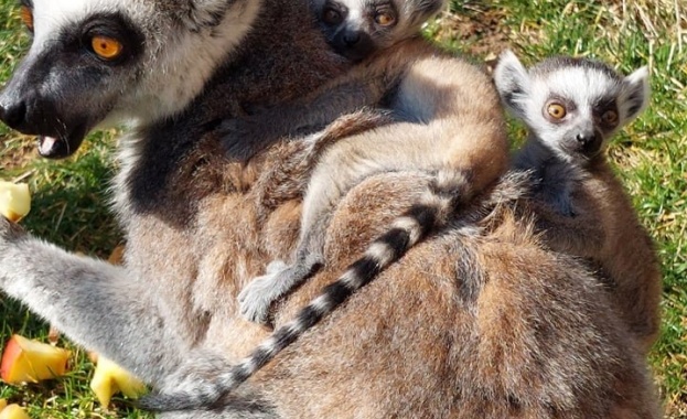 В групата на котешките лемури в Софийския зоопарк в края