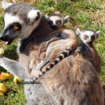 Две двойки близнаци котешки лемури се родиха в Столичния зоопарк