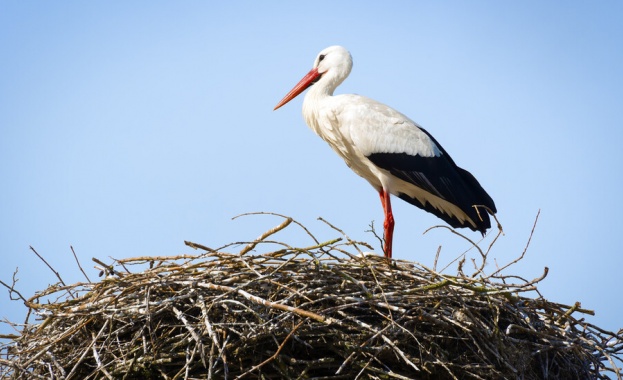 Първият за сезона щъркел долетя тази сутрин в село Подкрепа