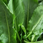 Лападът – природният лечител на анемия, псориазис и диабет