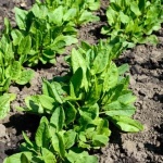 Киселец - полезни свойства и противопоказания