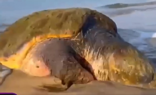Оцеляла по чудо 100 килограмова костенурка е открита на морския бряг