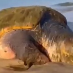 Откриха жива 100-килограмова костенурка в Черно море (Видео)