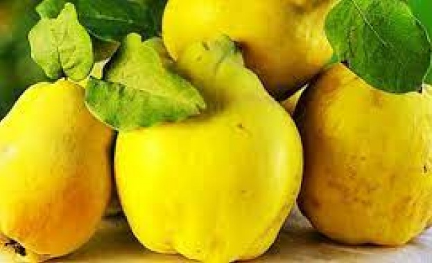 Въпреки различните твърдения дюлята както и повечето растителни храни си