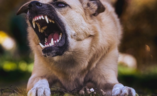 Бездомни кучета в Благоевград притесняват местните жители Хората се оплакват