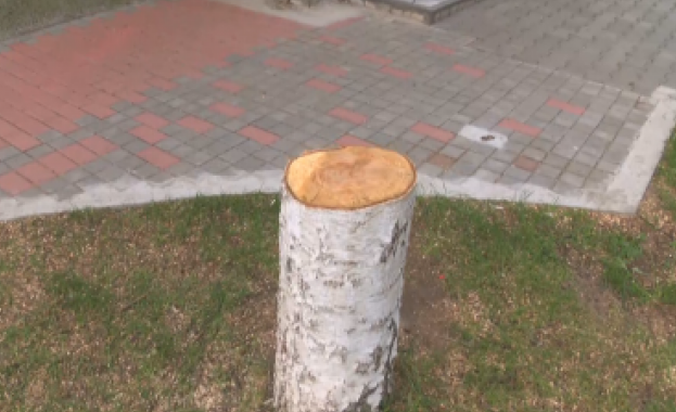 Отсечени дървета предизвикаха недоволство сред жителите на казанлъшкото село Овощник