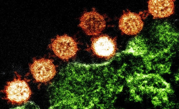 Вирусът, причиняващ новия коронавирус, може да се настани и да