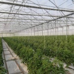 ДФЗ преведе 2,6 млн. лева на производителите на оранжерийни зеленчуци по de minimis