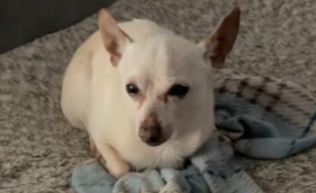 Чихуахуата ТобиКийт която е на 21 години и 66 дни