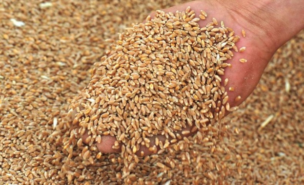 Работим за нови варианти за износ на пшеница Откриват се