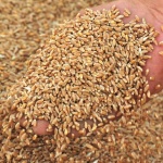 Скок на цената на хлебната пшеница на световните пазари