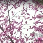 Китай откри първата национална ботаническа градина