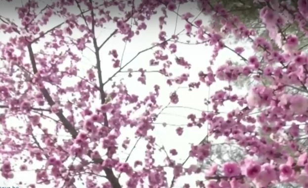 Китай официално откри първата национална ботаническа градина в Пекин Площта