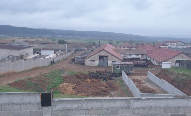 Шест трупа на крави разложени останки и нарушения на законодателството