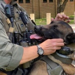 Американец ухапа полицейско куче