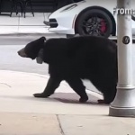 Любопитна черна мечка се разходи по улиците на град в Северна Каролина (ВИДЕО)