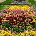 Килим от лалета украси Морската градина във Варна